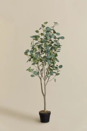 plante eucalyptus